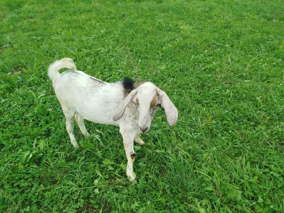 Kozioł aglunubijski