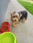 Piesek rasy Yorkshire terrier