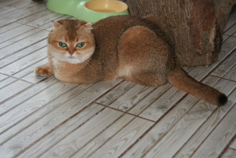 Поціновувачам маляток золотой шиншилли