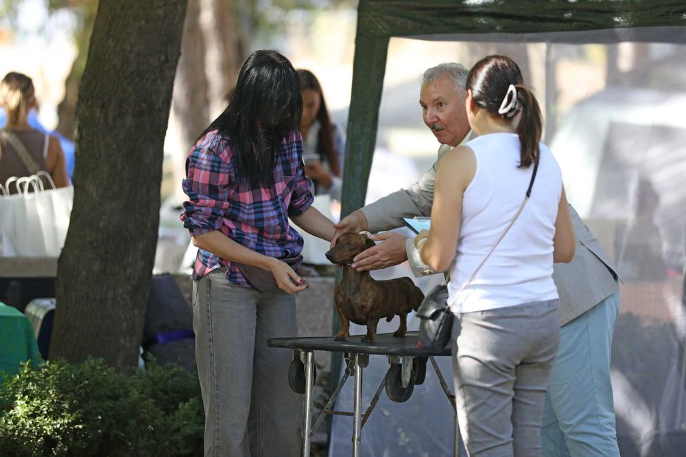 Такса мініатюрна, вязка
