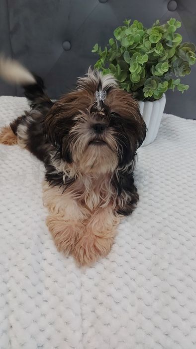 Wesoły Piesek shih tzu