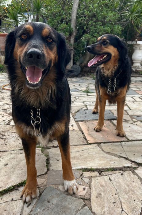 Cães para adopção