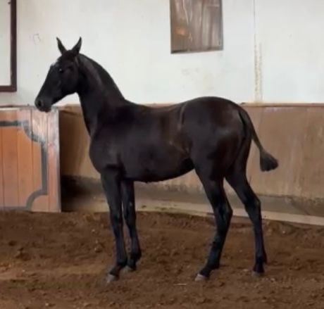 Vende-se expecional Poldra PSL