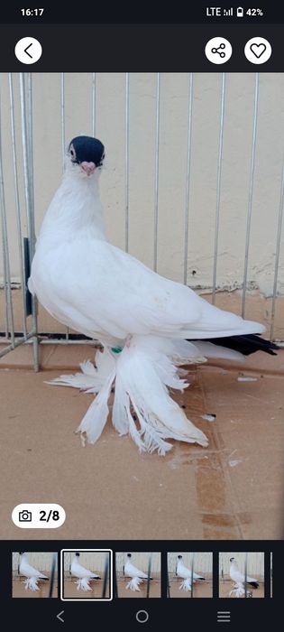 Gołębie ozdobne krymka białostocka czarny samiec 25