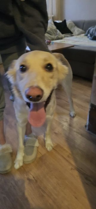 Samiec do adopcji za darmo