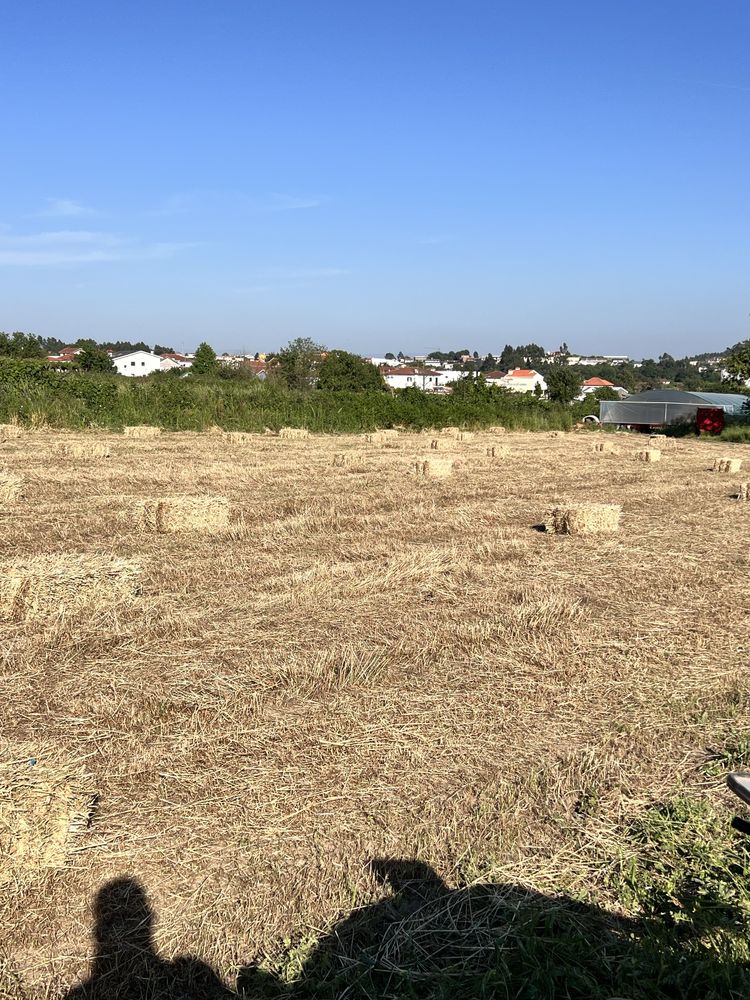 Fardos de palha 2025
