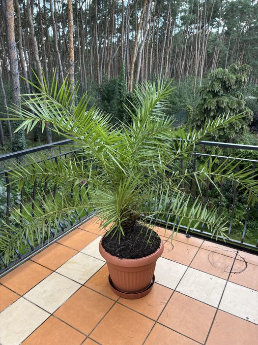 Palma daktylowa kanaryjska 160x150 cm