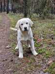 Labrador retriever pies