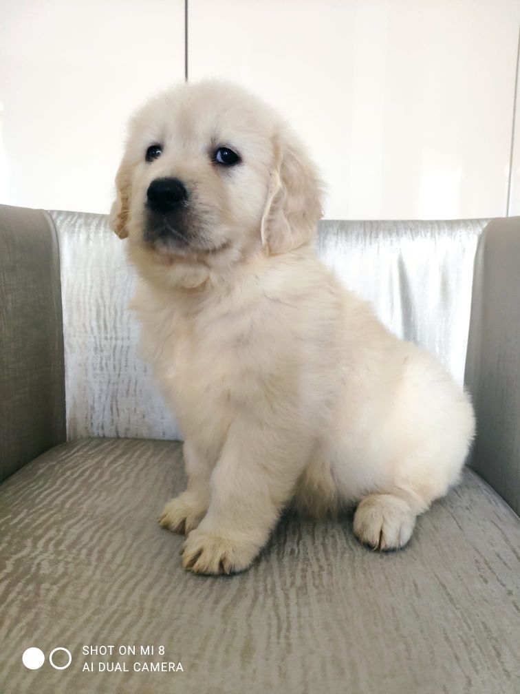 Golden retriever com lop, afixo e de linhagens de multicampeões