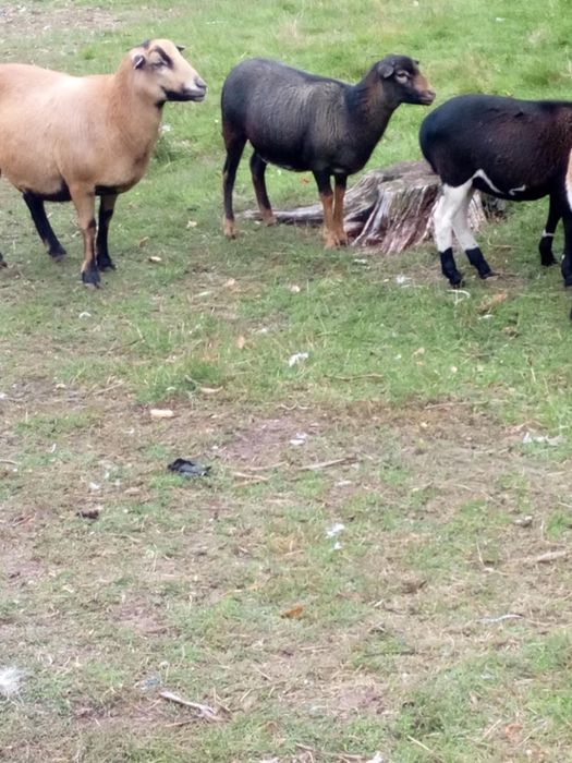 Sprzedam owce kameruńskie