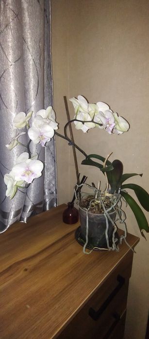 Продаю свою орхидею!