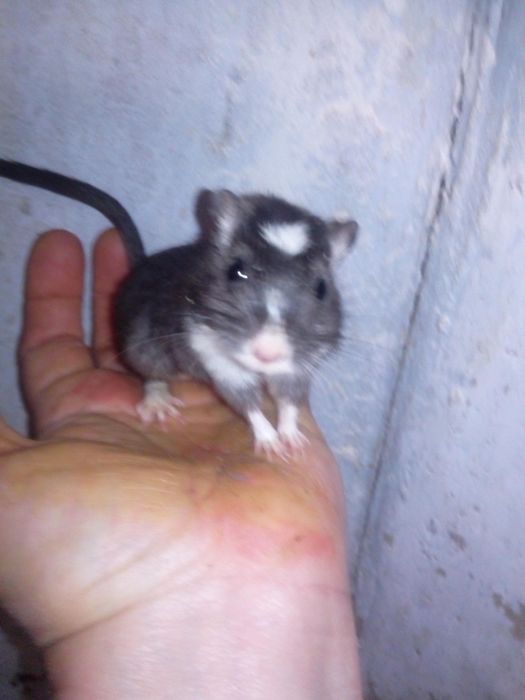 Декоративні кольорові миші піщанки