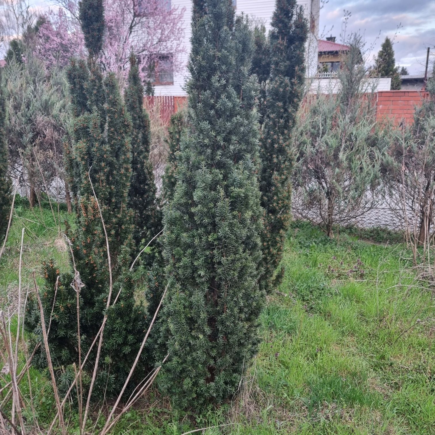 Cisy duze 1.5-2m