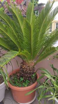 Planta palmeira grande