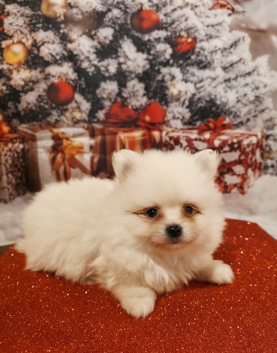 Spitz  pequenino Macho