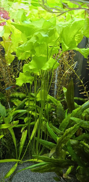 Lotos Zielony sadzonki