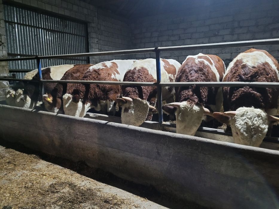 Sprzedam bydło mięsne