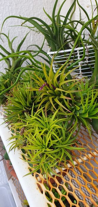 Plantas Aéreas várias desde 4€.
