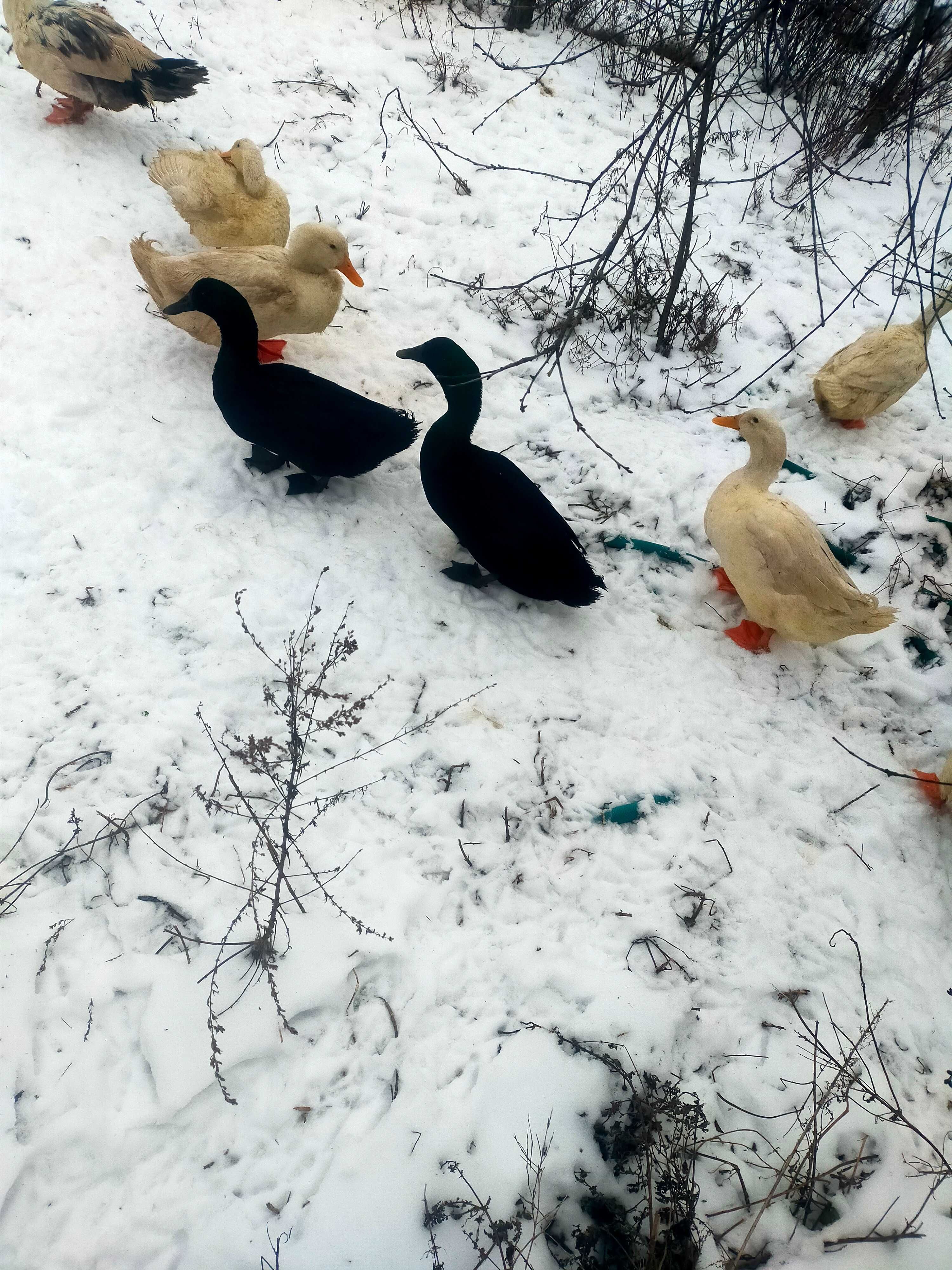 Jaja Lęgowe i spozywcze kacze kajuga i Pekin