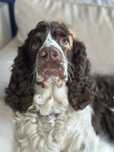 Springer Spaniel Angielski - adopcja