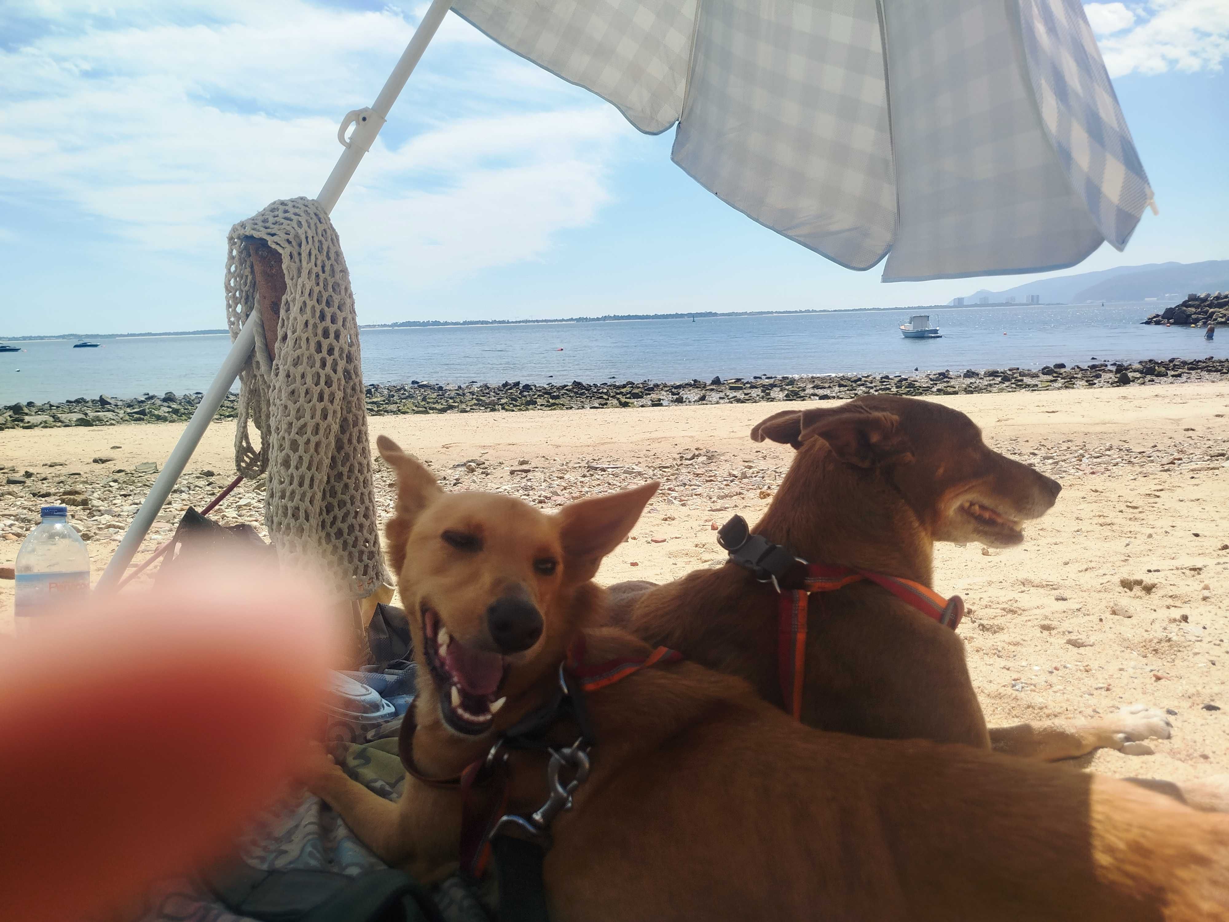 Pet sitting  Algarve lagos, budens, Sagres, etc