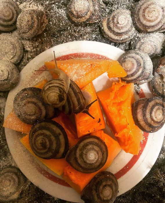 Улитки сухопутные древесные Караколусы. Караколус —одна из самы