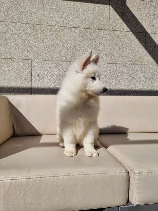 Pastor Branco com lop, afixo descendentes de campeões