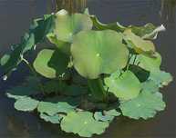 Plantas Aquáticas - Aquários / Lagos e Lagoas