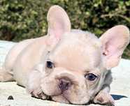 Bulldog francês  Macho cor Blue And Tan Platinum