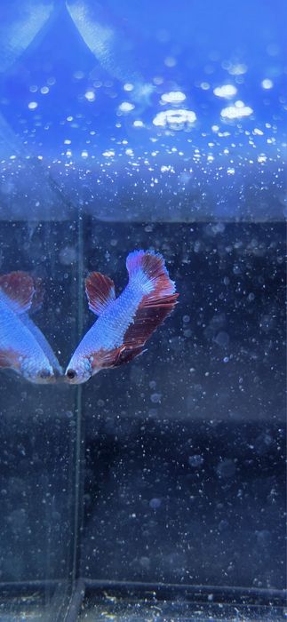 Bojownik HMPK dragon