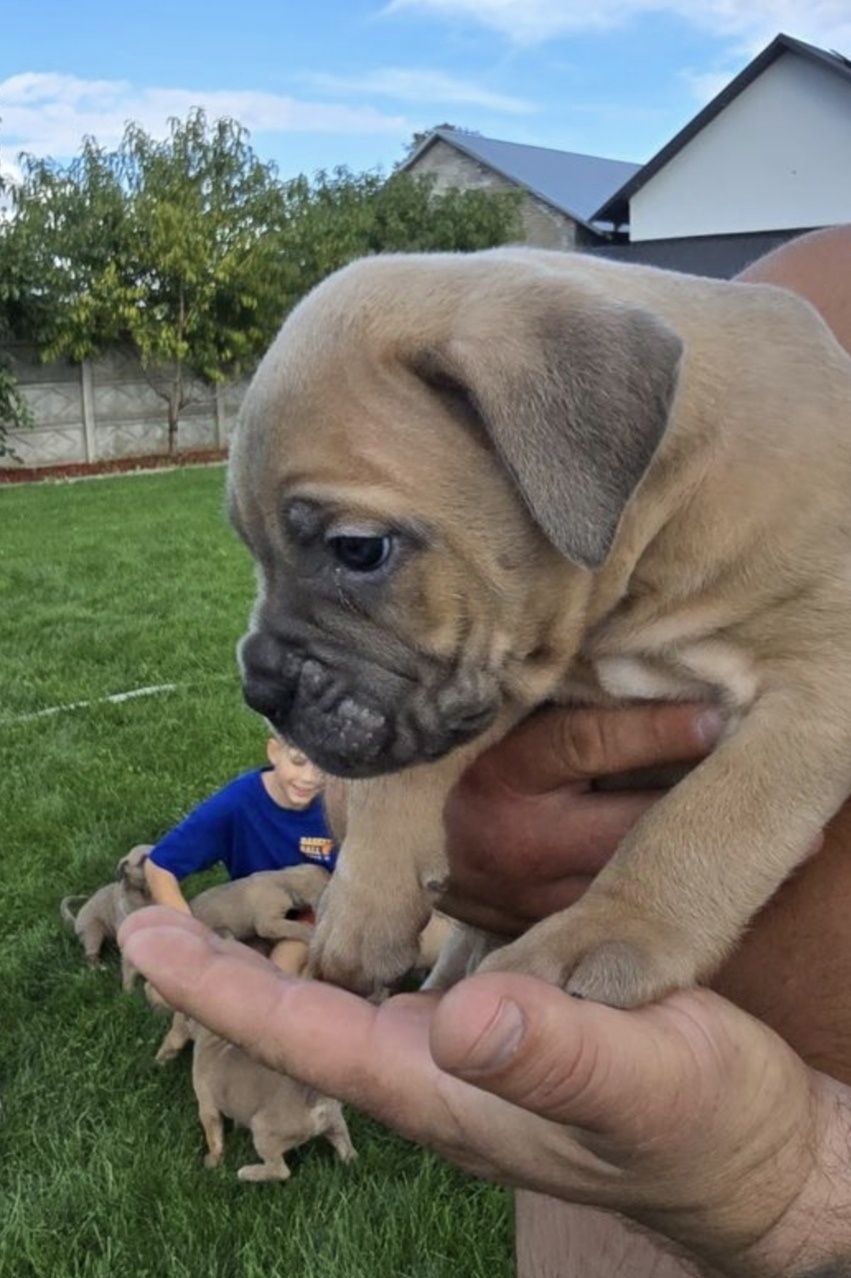 Cane Corso mocny pies