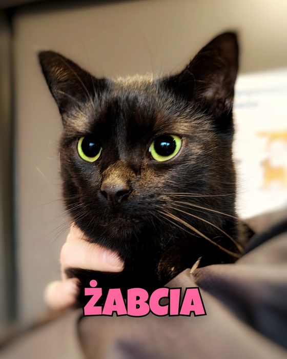 Żabcia szuka człowieka do kochania :)