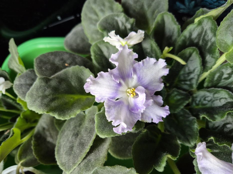 Фіалки махові та звичайні