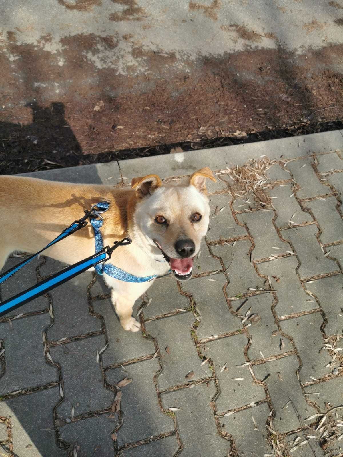 Leon - przyjazny pies do adopcji