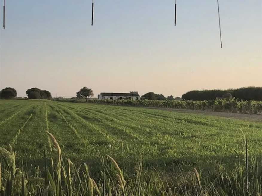 Terreno com vinha e casa de apoio