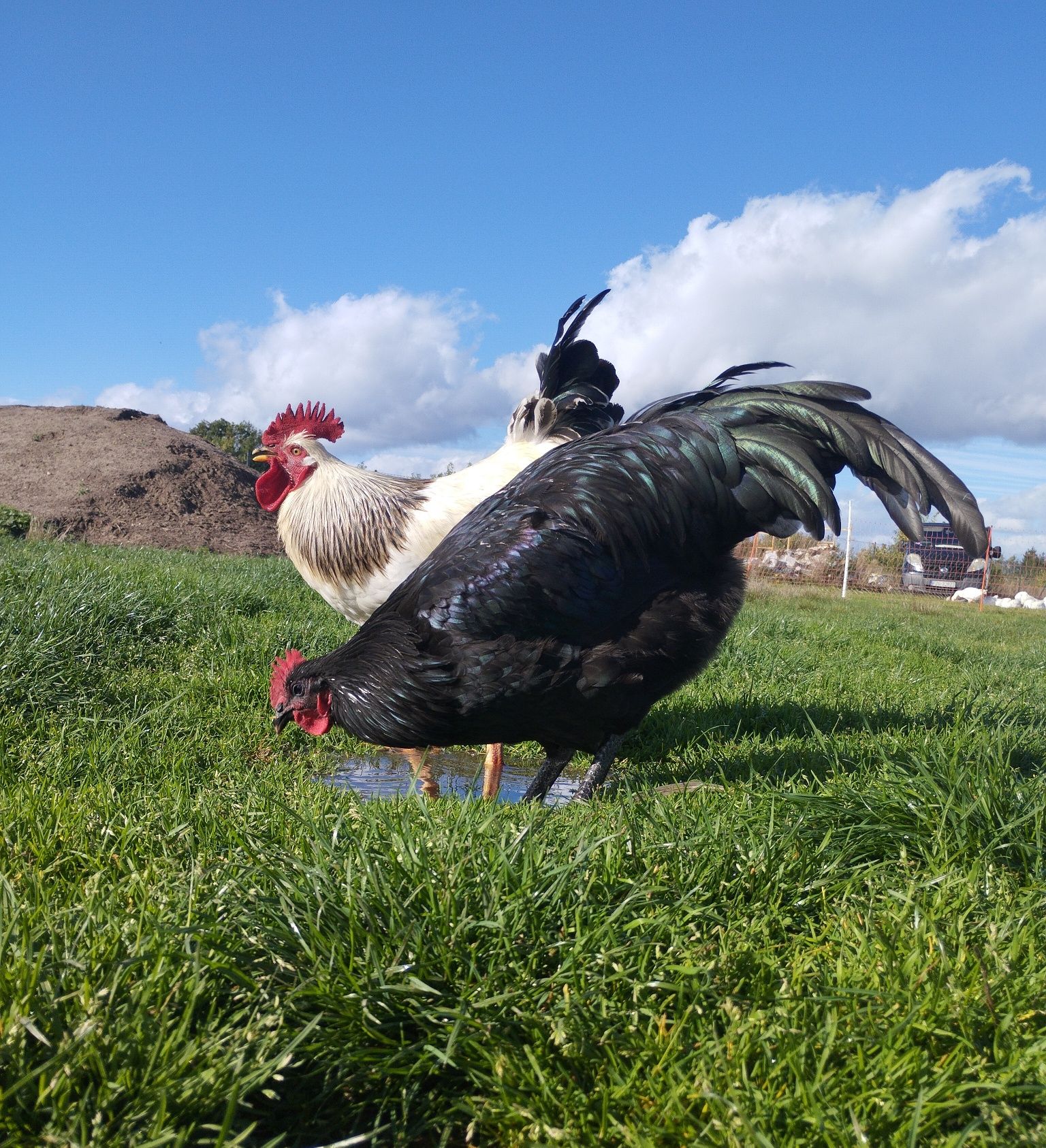 Kogut Australorp - kurczak 15 tygodniowy