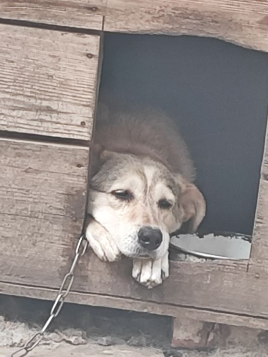 Віддам у  дуже хороші руки  звати буся