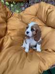 Cavalier King Charles Spaniel Piesek