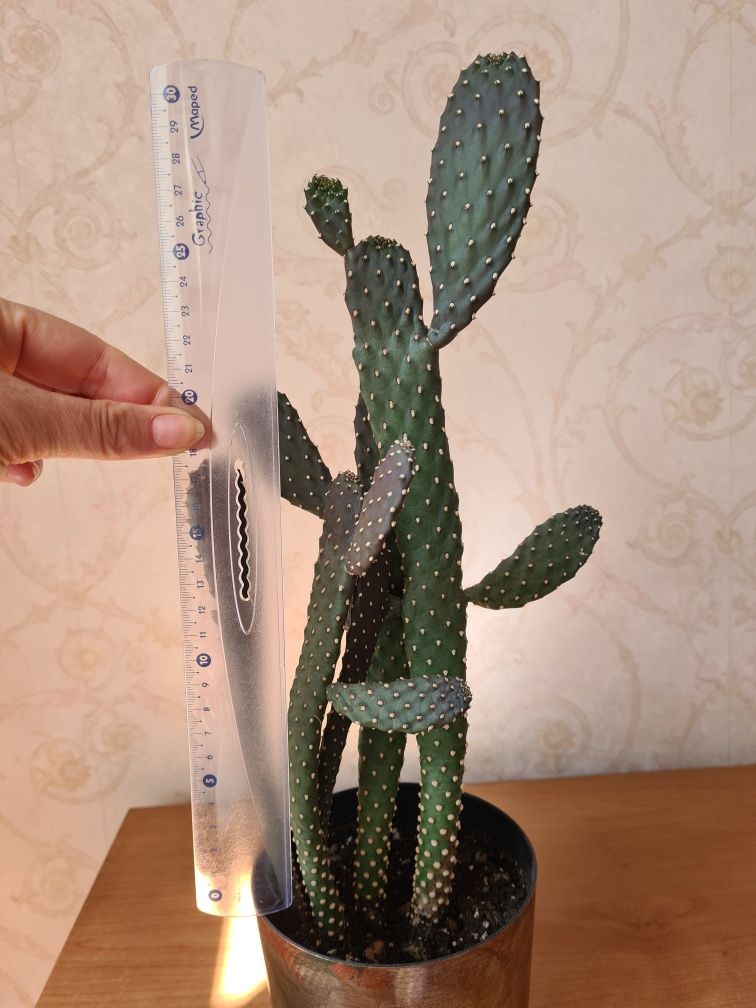 Кактус Opuntia Опунція