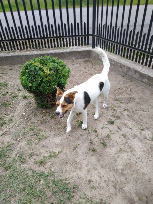 Piesek sierść biała