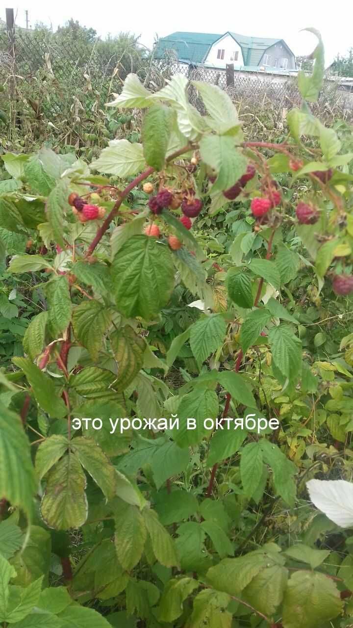 Малина чудо ремонтантная 2 саженца