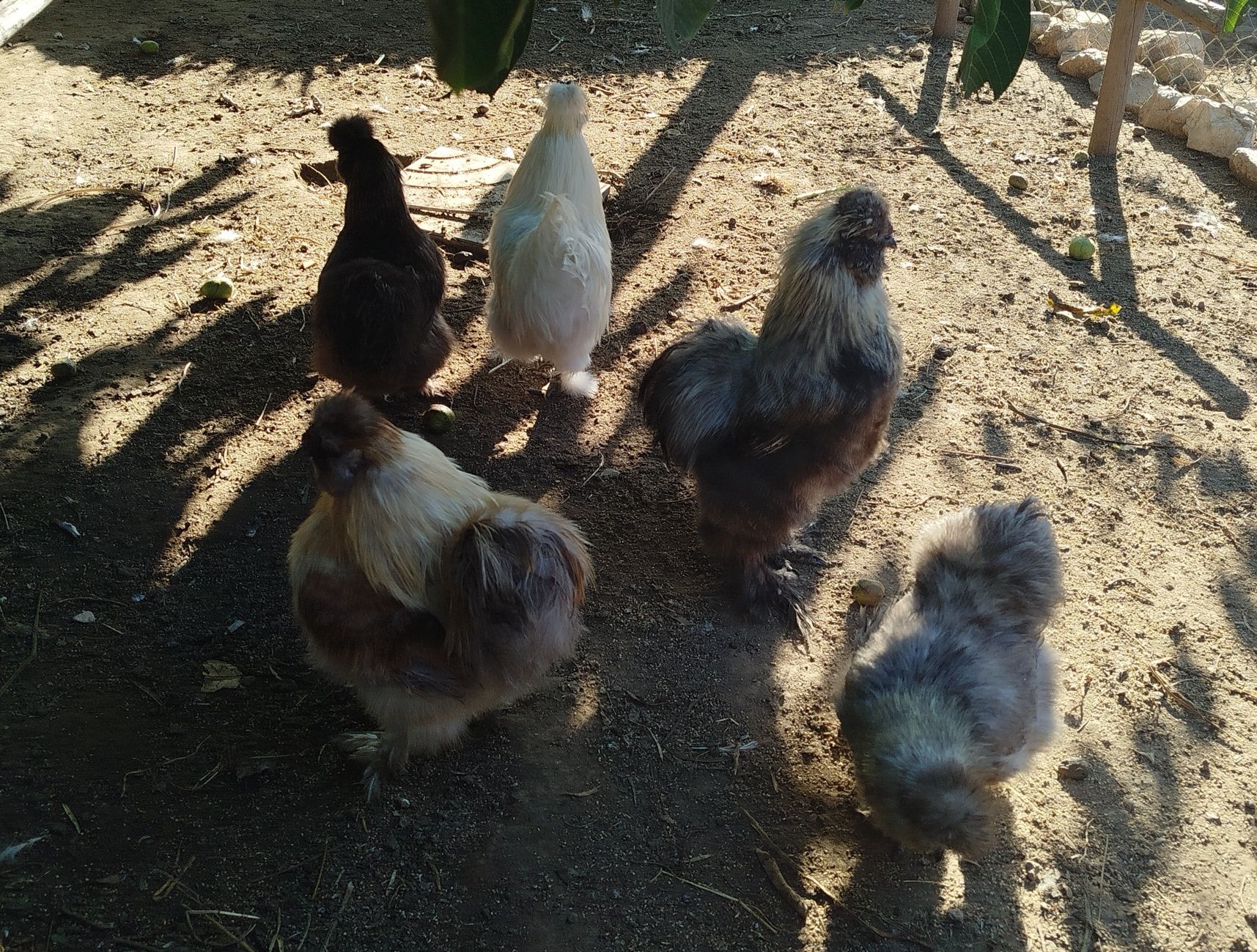 Vendo ovos galados de Sedosas do Japão Barbudas