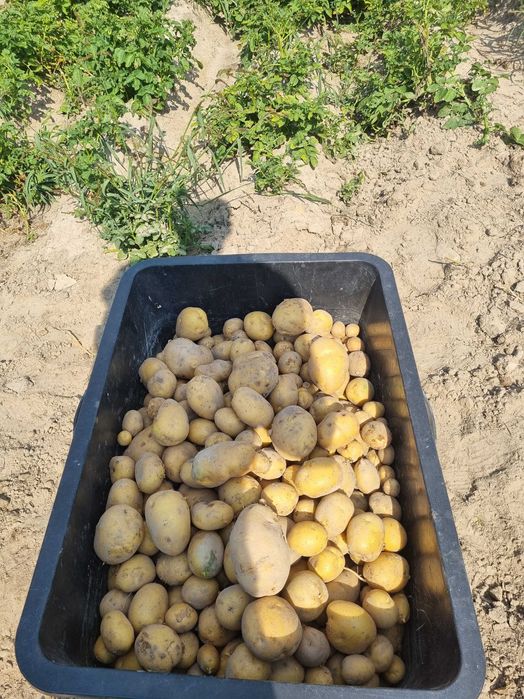 Sprzedam ziemniaczki