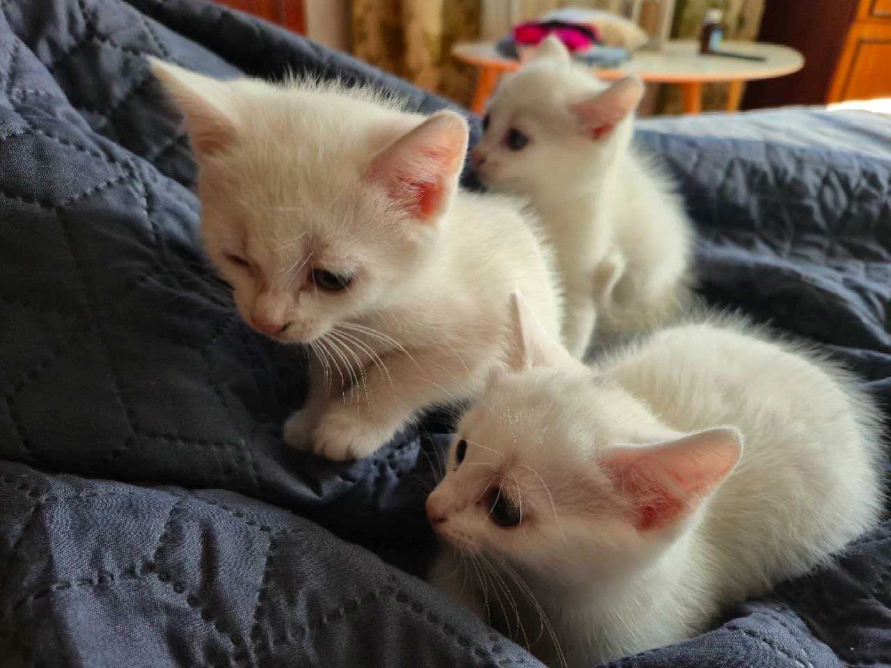 Відам білих котенят.Всі вони дівчата