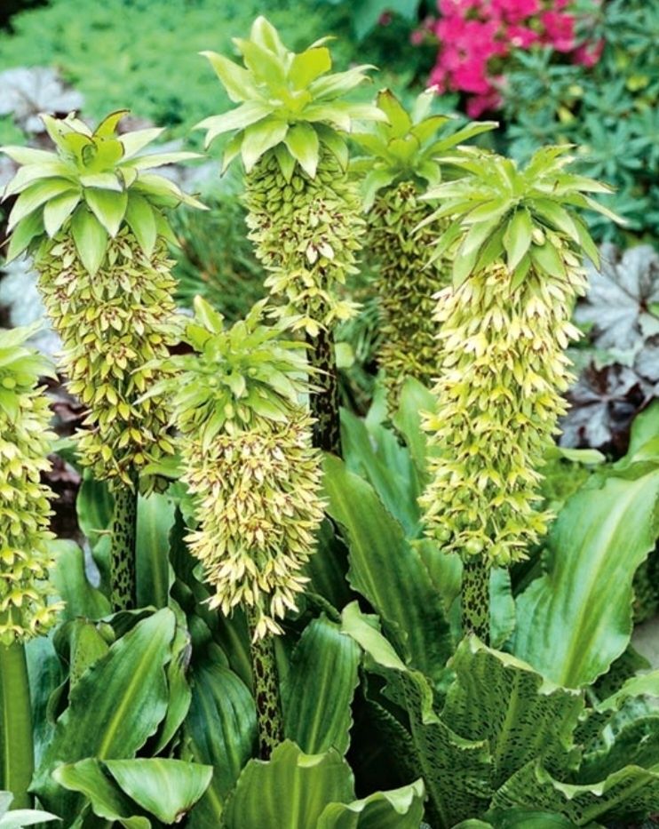 Eucomis Bicolor 5 cebulek plus 5 Gratis  - Ostanie sztuki