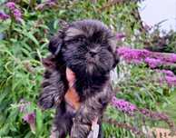 Shih-Tzu piesek brązowy