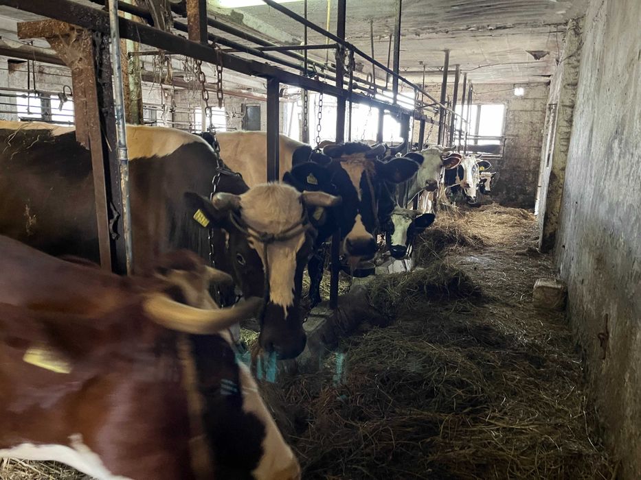 Sprzedam krowy mleczne rasy Białogrzbietej