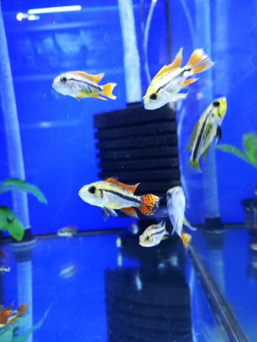 Rybki akwariowe. Neony, Skalary, Mieczyk,Sklep ZOOlogiczny PLUTO Radom