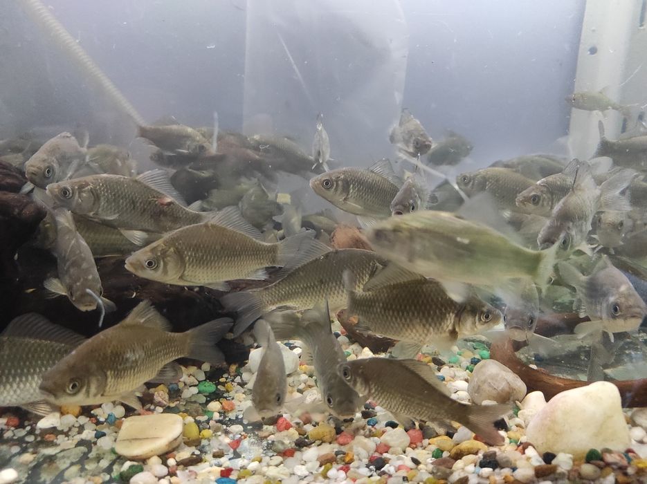 Karaś narybek 8-12 cm