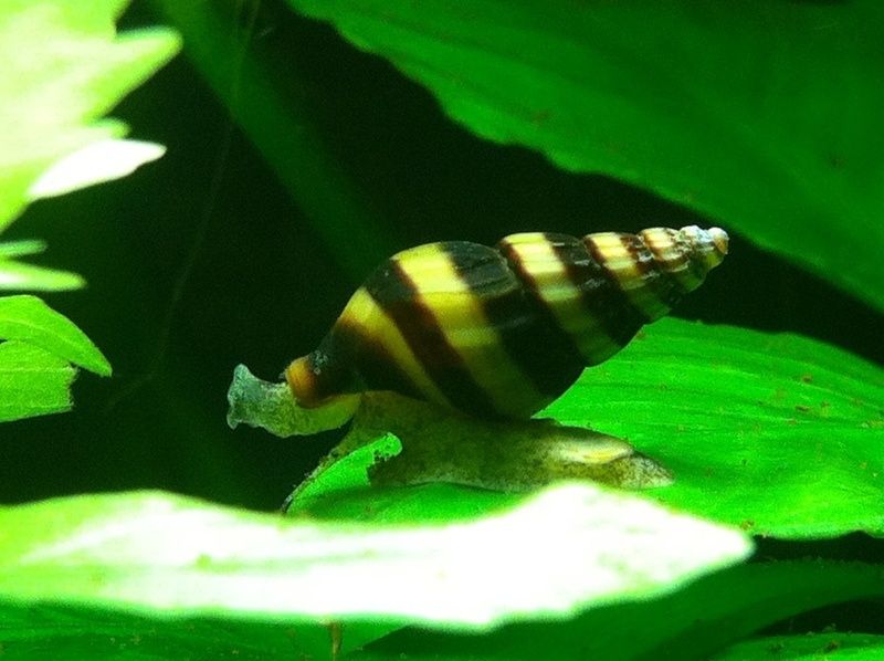 Ślimak Helena ok 2 cm - Pogromca Ślimaków